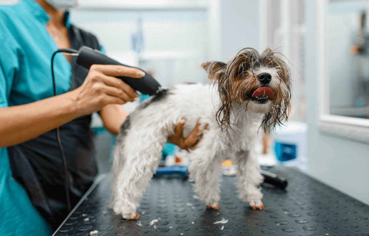 A groomer clipping the prepared coat of a small dog