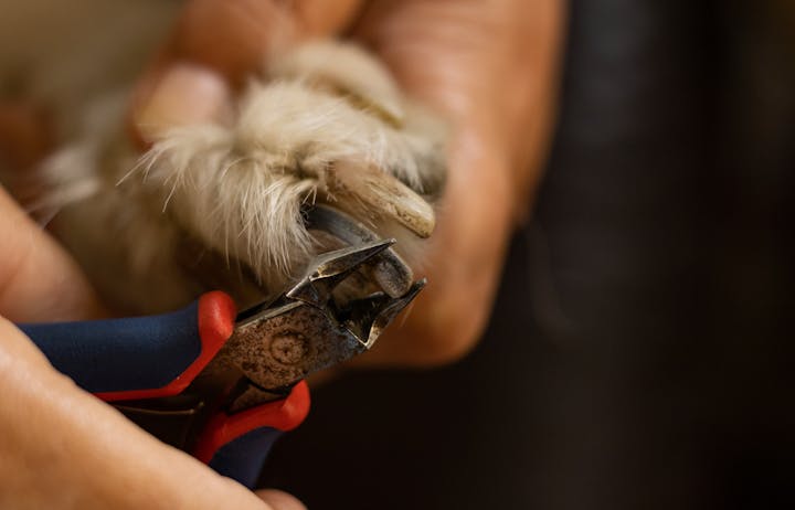 A dog’s paw supported during a nail trim