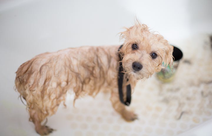 A young dog with floppy ears standing comfortably indoors