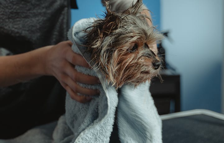 A small dog being dried with a towel
