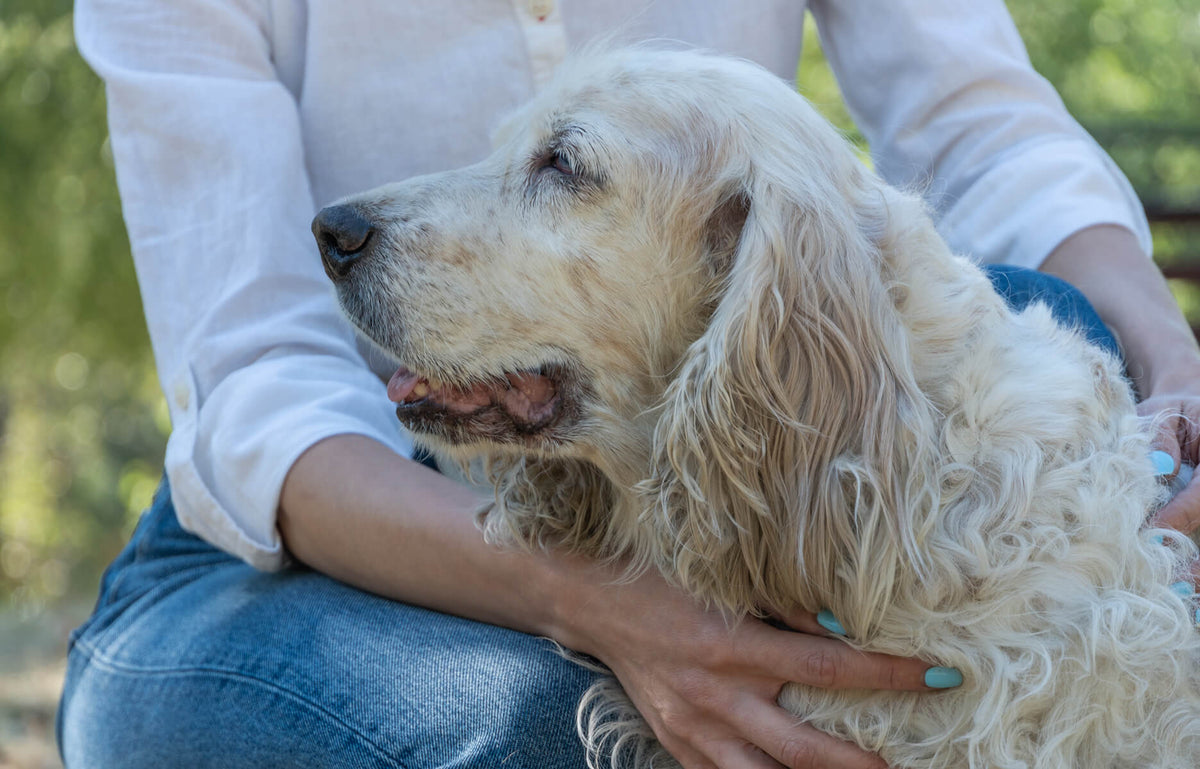 An older light-coated dog resting against a person