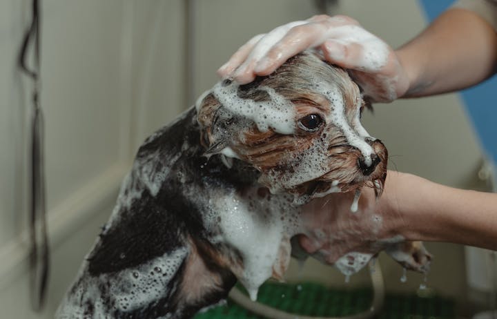 A dog being washed with shampoo